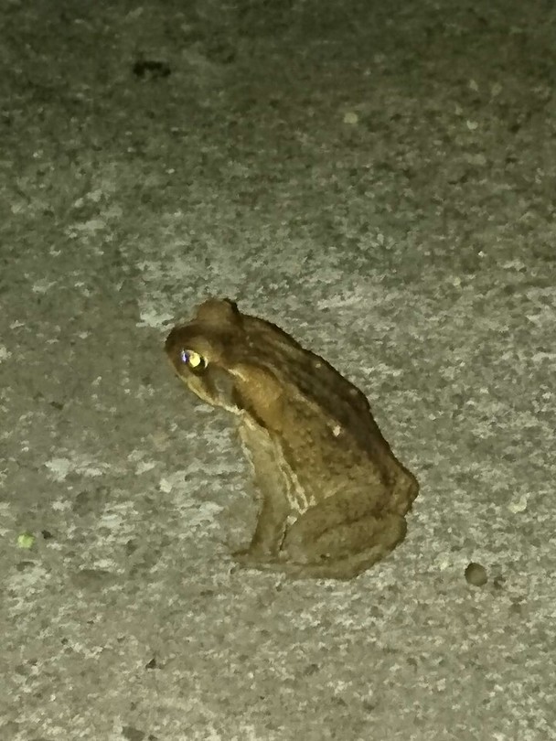 Padje