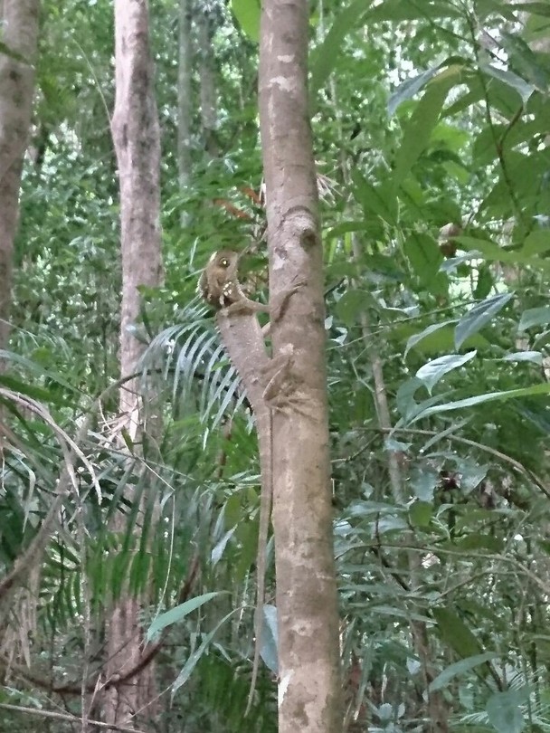 Leguaan