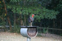IMG_4018
