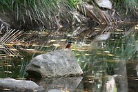 IMG_4036