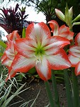 DSC02341