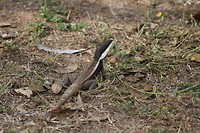 IMG_4162