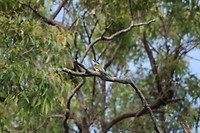IMG_4074
