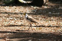 IMG_4168