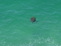 Schildpad