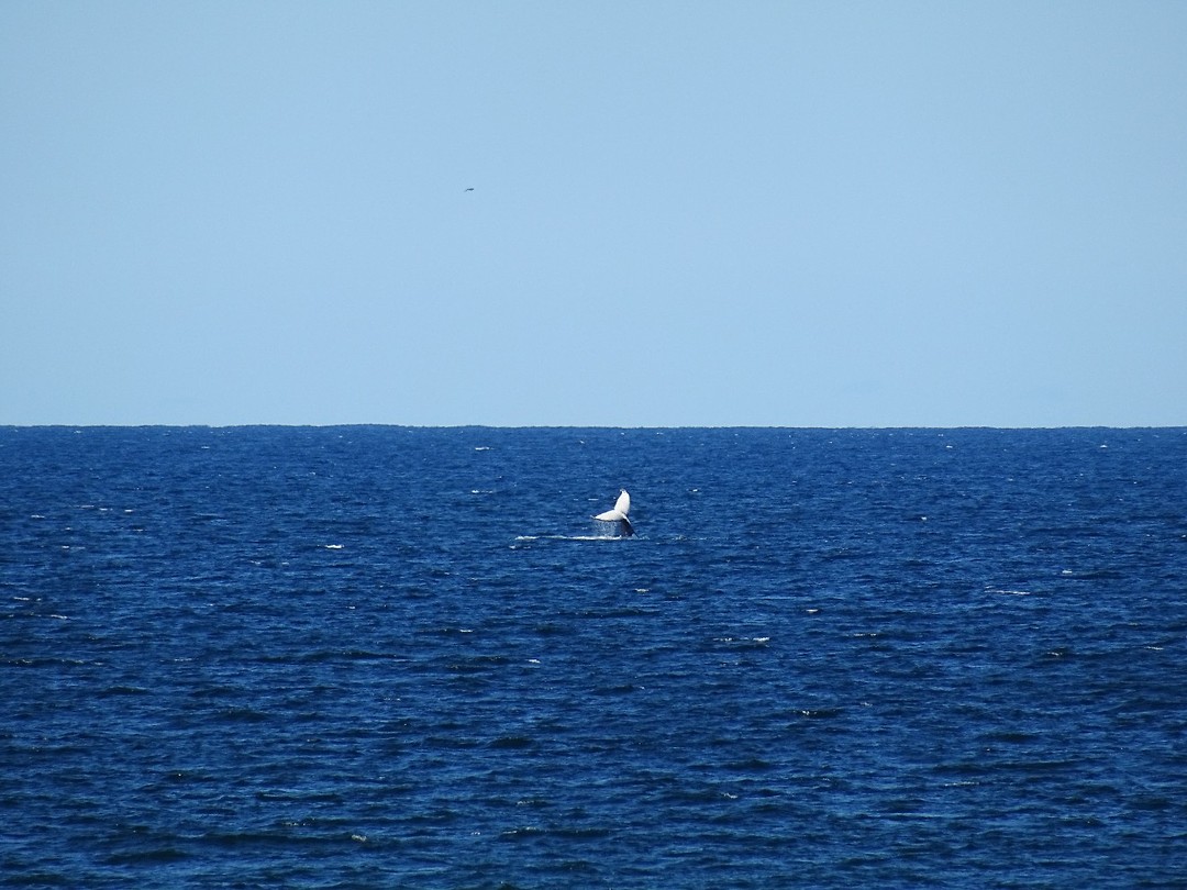 DSC03096