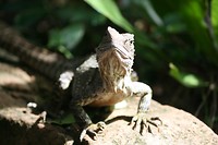 Waterdragon
