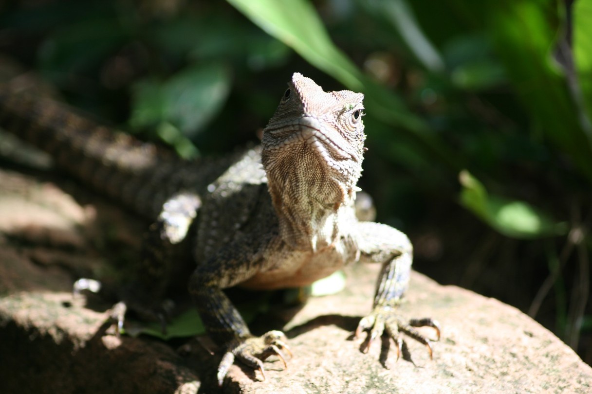 Waterdragon