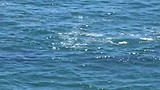 Walvis