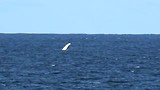 Walvis