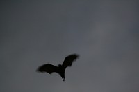 IMG_4968