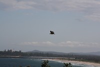 White-breasted Sea Eagle