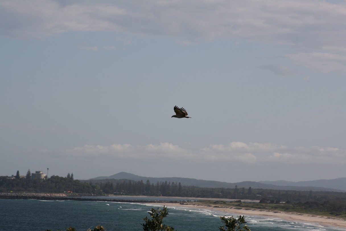 White-breasted Sea Eagle