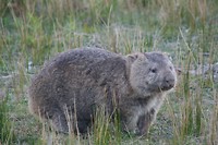 Wombat