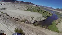 Lamas in green desert