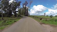 Beautiful tree boulevard
