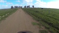 Cows on the wrong side of the fence