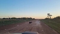 Capybara crossing the road