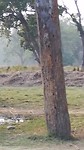 Elephant breeding centre