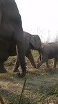 Elephants passing