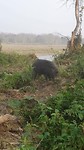 Wild boar