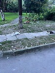 katten