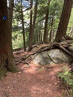 Boomwortels en rotsen gedurende de hele hike, pff