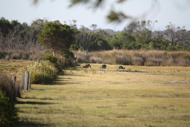 Kerstkangaroos
