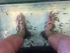 fischspa