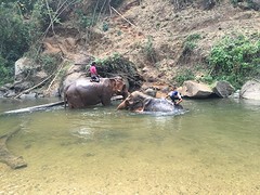 Olifant verfrissend bad