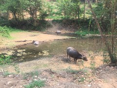 Buffels onderweg