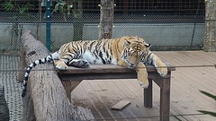 Tigerkingdom