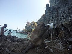Monkey beach