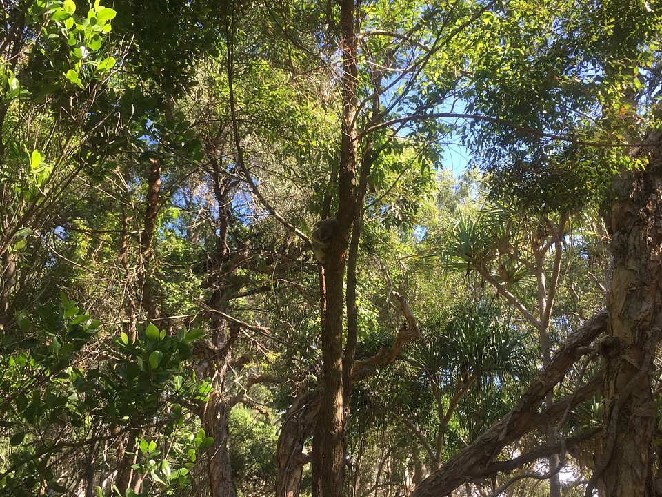Koala