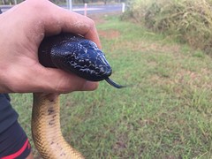Snake!