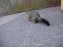 Possum (niet roadkill waardig voor de pajero)