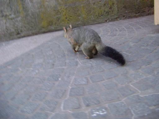 Possum (niet roadkill waardig voor de pajero)