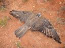 onze eerste roadkill maar hij was niet dood alleen