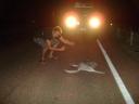 Onze eerste road kill