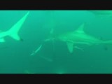 Duiken met Ocean Black Tip Sharks