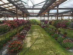 Pronktuin bij de kwekerij
