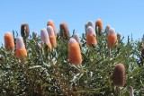 Bloemenpracht 2 bij Mt Lesueur NP