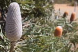 Bloemenpracht 3 bij Mt Lesueur NP