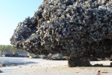 Schelpenbank op voet