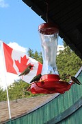 Kolibries in Canada