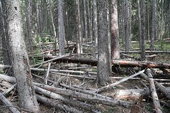 Pick a stick