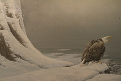 Schilderij van Robert Bateman