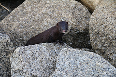 Jonge zeeotter in de haven