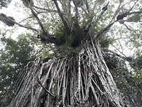 curtain tree
