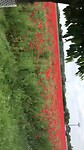 Sea of Poppies onderweg